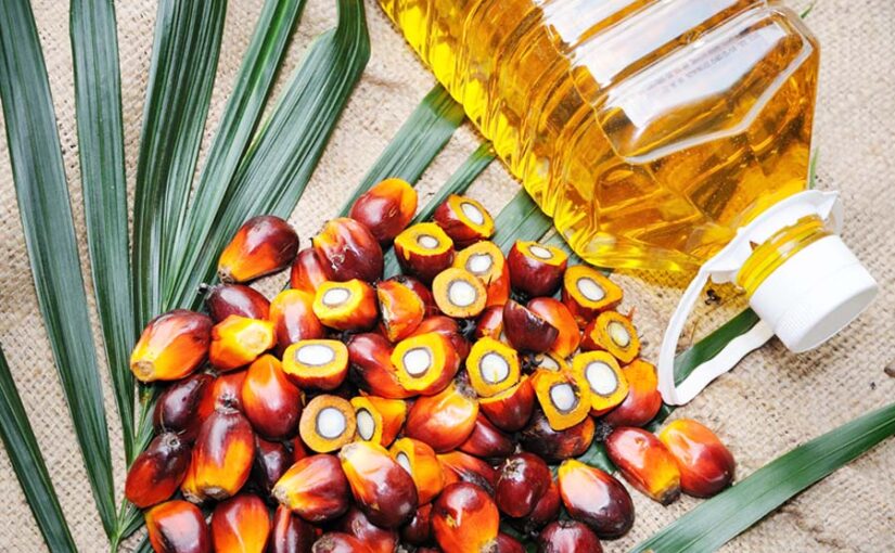 15 राज्यों में 17 लाख से अधिक औयल पाम पौधे (Oil Palm Saplings) रोपे गए