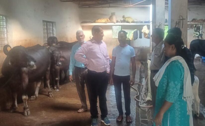पशुपालक रामरतन यादव कर रहे अच्छी कमाई