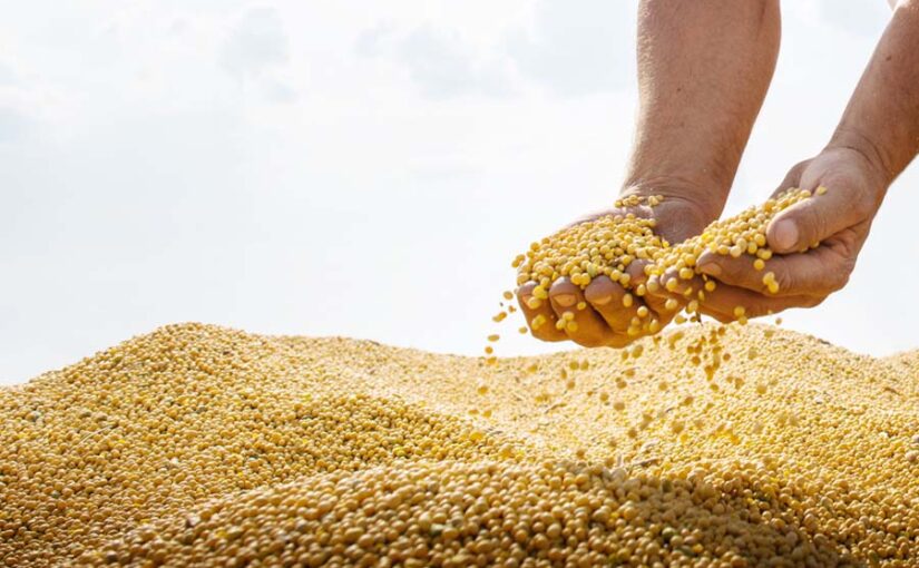 सोयाबीन (Soybean) का भाव 5,000 रुपए से पार