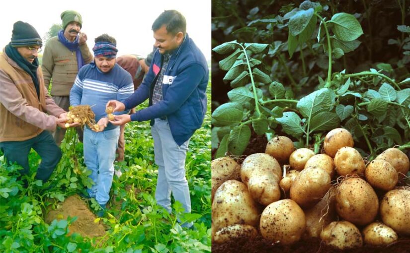 आलू (Potato) की खेती