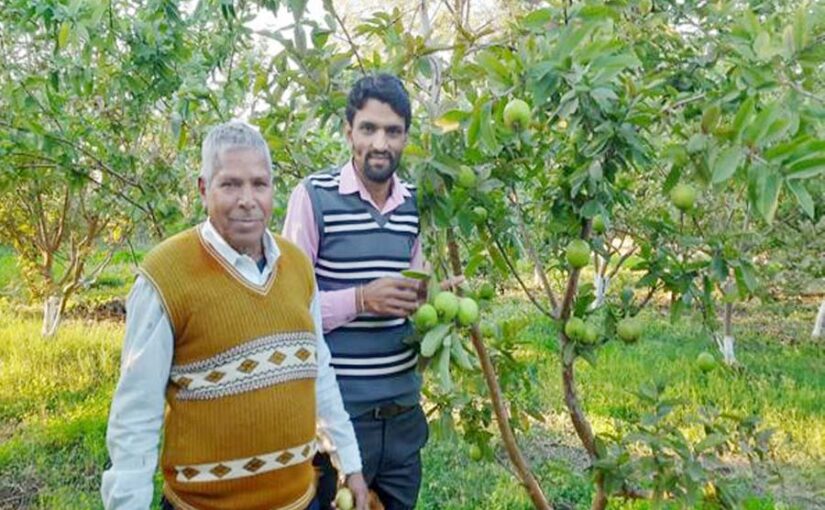 अमरूद की खेती से हो रही बंपर आमदनी