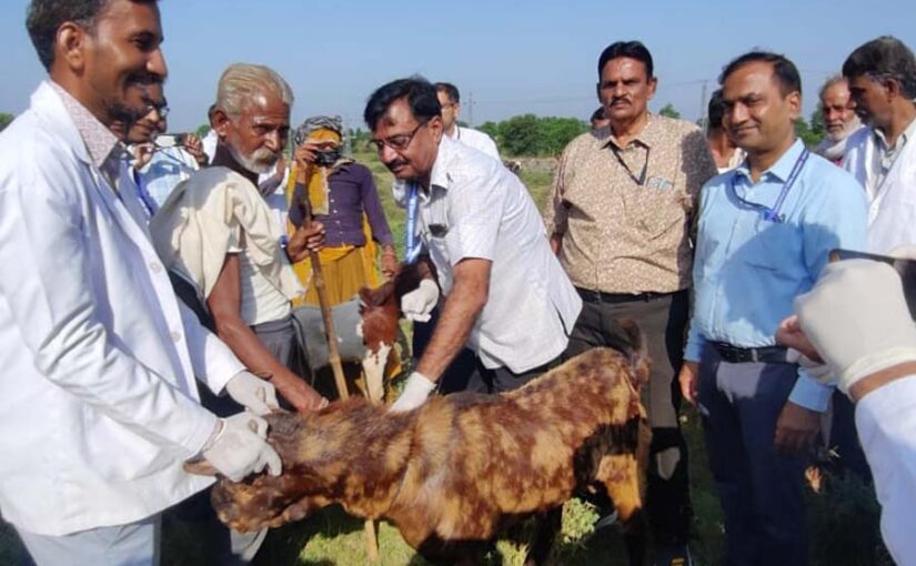 भेड़ बकरियों के लिए टीकाकरण