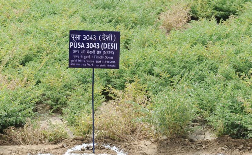 चने की उन्नत खेती