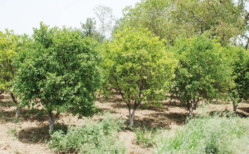 फलदार पेड़ों (Fruit trees) ने बढ़ाई जगत सिंह की आमदनी