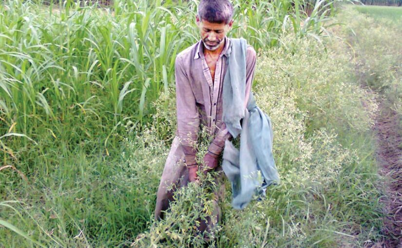 गाजर घास (Carrot Grass) से फसल का बचाव