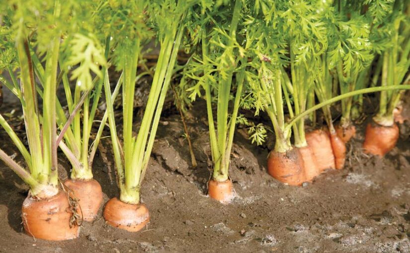 गाजर (Carrot) की खेती और बीज उत्पादन