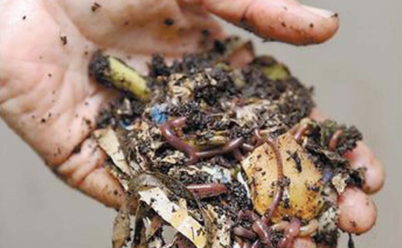घर के कचरे से बनाएं केंचुआ खाद (Vermicompost)