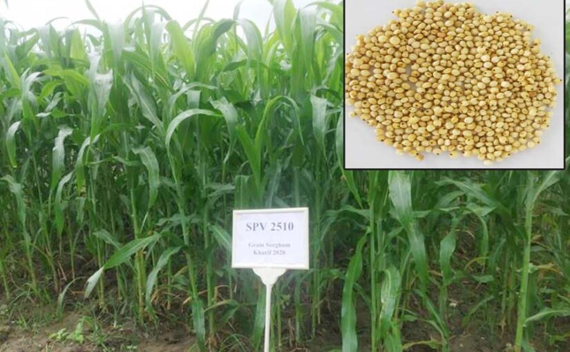 ज्वार (sorghum) की नई किस्म : प्रताप ज्वार 2510