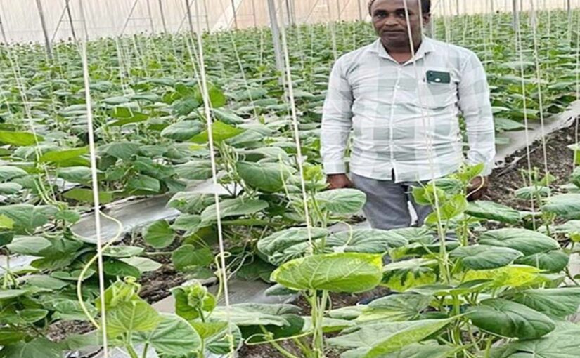 किसान नीलेश पाटीदार ने 37 लाख का लिया मुनाफा