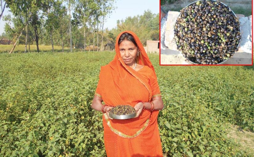 महिला किसान मालती मकोइया से मालामाल