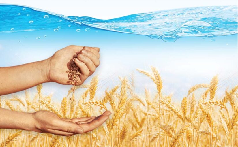 अच्छी पैदावार के लिए मीठे पानी से करें गेहूं (Wheat) का बीजोपचार