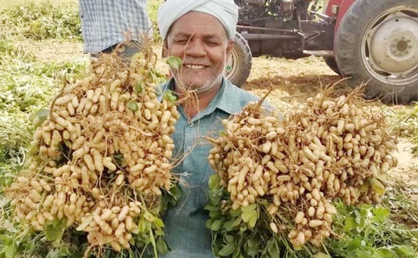 बढ़ेगी मूंगफली की पैदावार