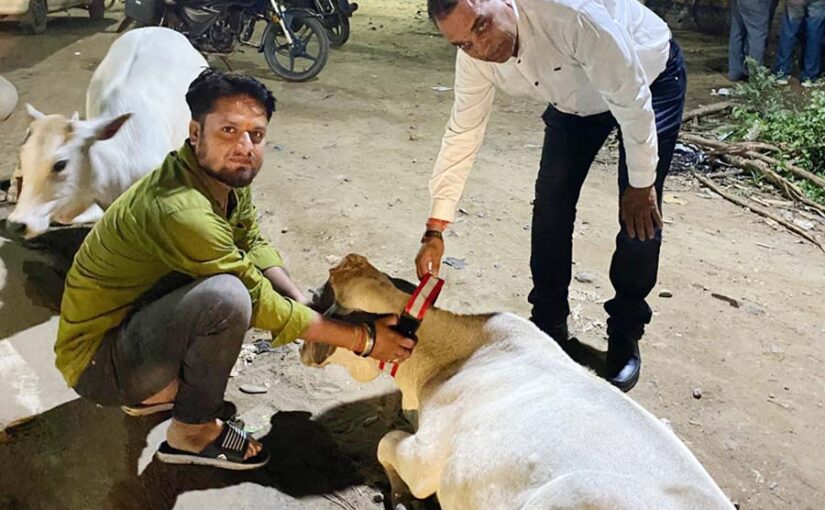 पशुओं का रेस्क्यू (Rescuing Animals) कर के हो रहा प्राथमिक उपचार