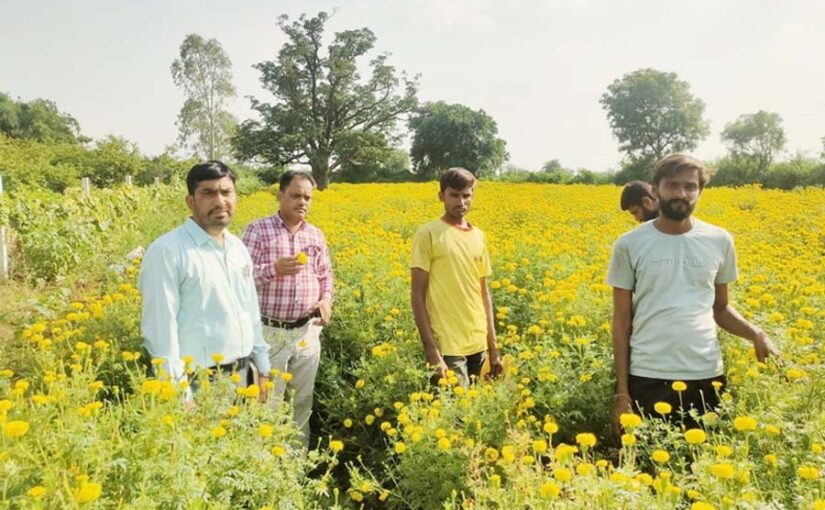 फूलों की खेती ( Flower Farming) कर लाभ कमा रहे हैं ललित कुमावत