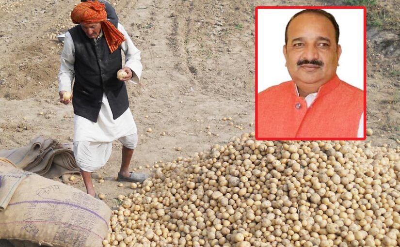 आलू बीज (Potato Seed) के दाम हुए कम