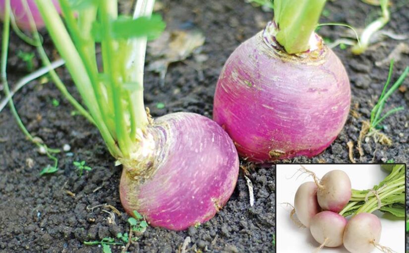 सर्दी की गुलाबी फसल शलगम (Turnip)