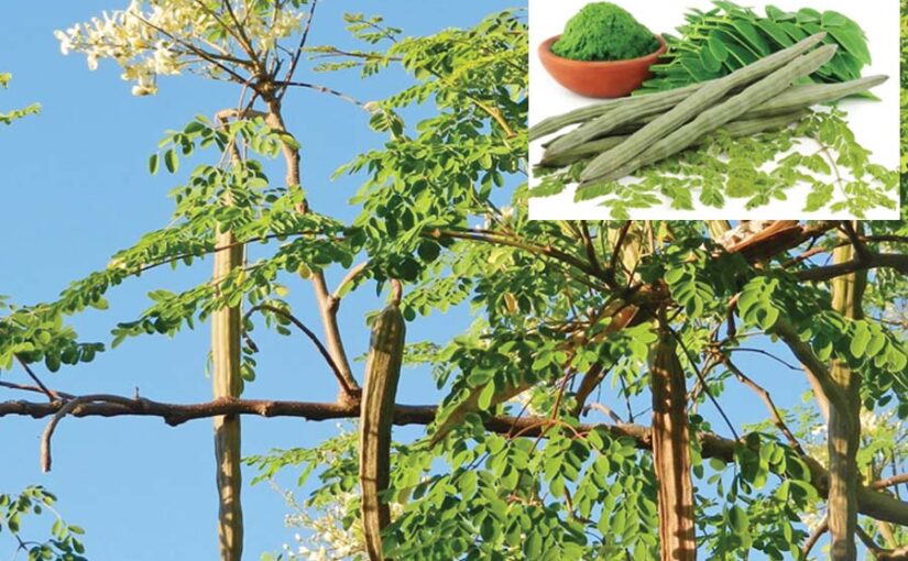 सहजन (Drumstick) उगाने की वैज्ञानिक विधि