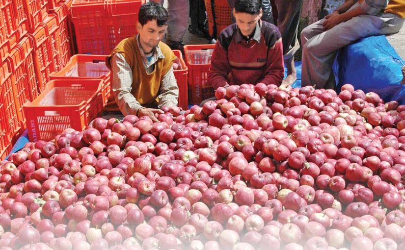 छोटी मंडियों ने दिलाई बागबानों को राहत