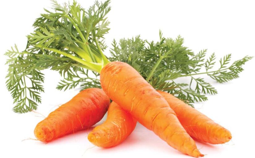 गाजर (Carrot) के बीज तैयार करें