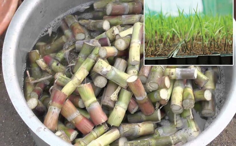 गन्ने की उत्पादकता बढ़ाने के लिए बीज खुद तैयार करें