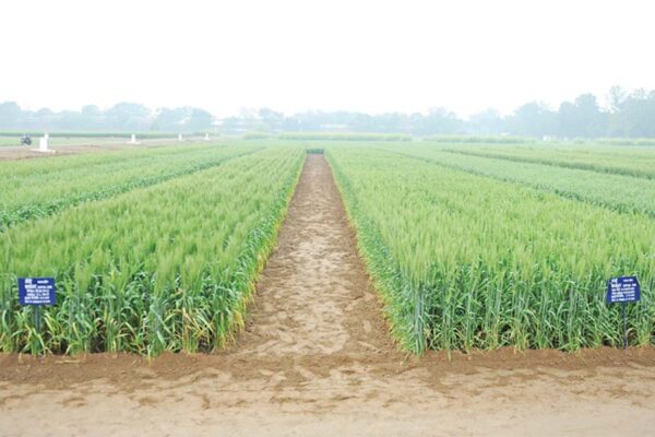 गेहूं (Wheat) की वैज्ञानिक खेती