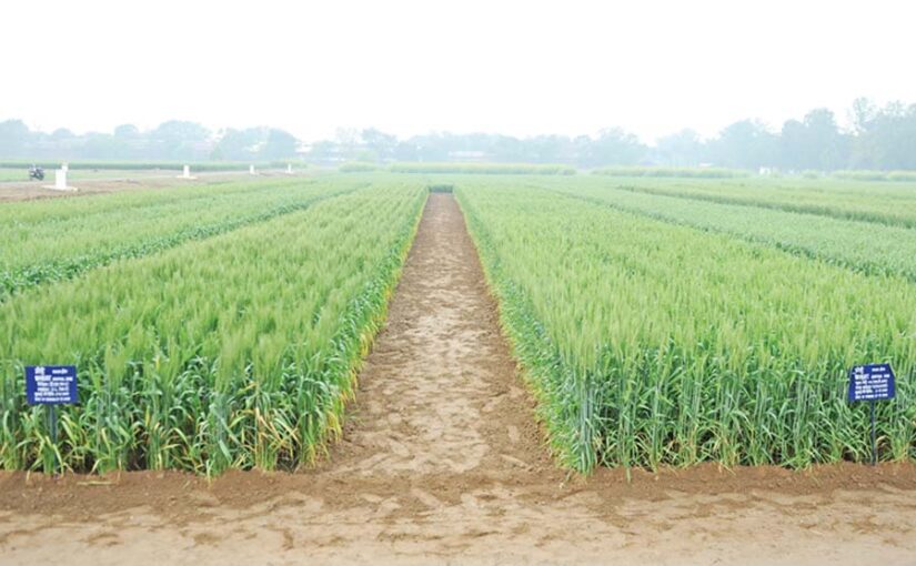 गेहूं (Wheat) की वैज्ञानिक खेती