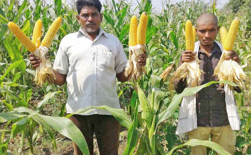 मक्का व गेहूं के बीज (Maize and Wheat seeds) अच्छे ब्रांड के ही खरीदें, एमआरपी का रखें ध्यान