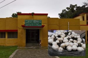 Mushroom Production Technology