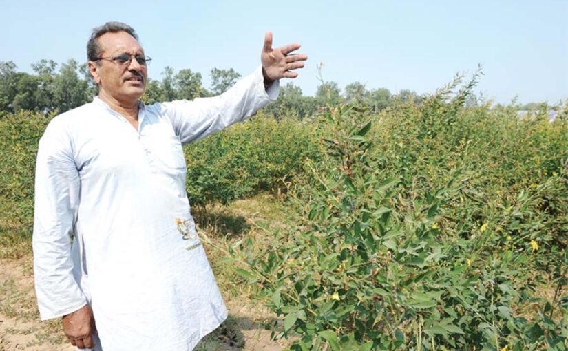 खेती की दुनिया से जुड़े नवंबर के काम