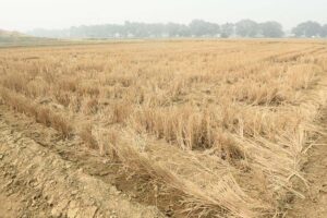 crop residue