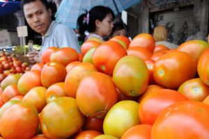 टमाटर (Tomato)
