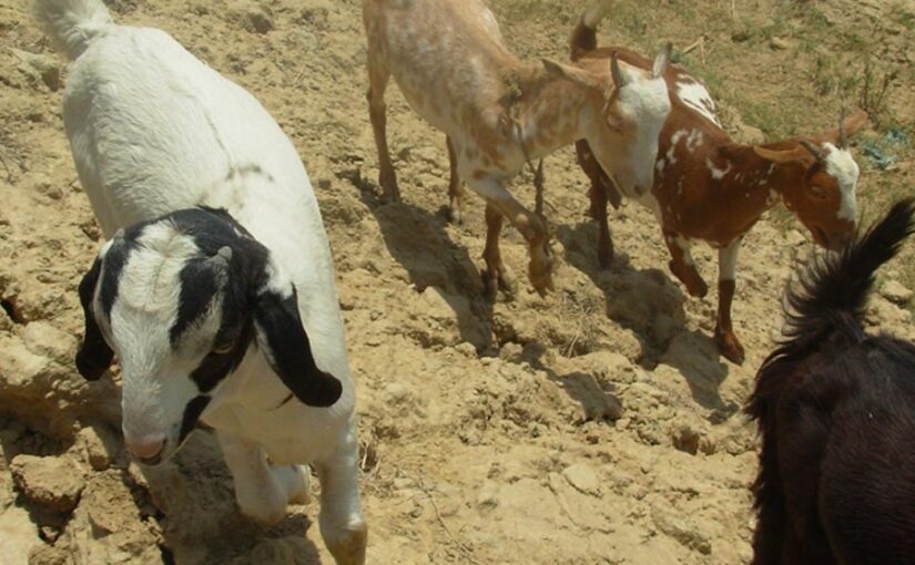 एक ऐसा गांव, जिस के हर घर में हैं दुधारू पशु