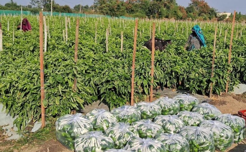 शिमला मिर्च की फसल से हो रहा लाखों रुपए का मुनाफा