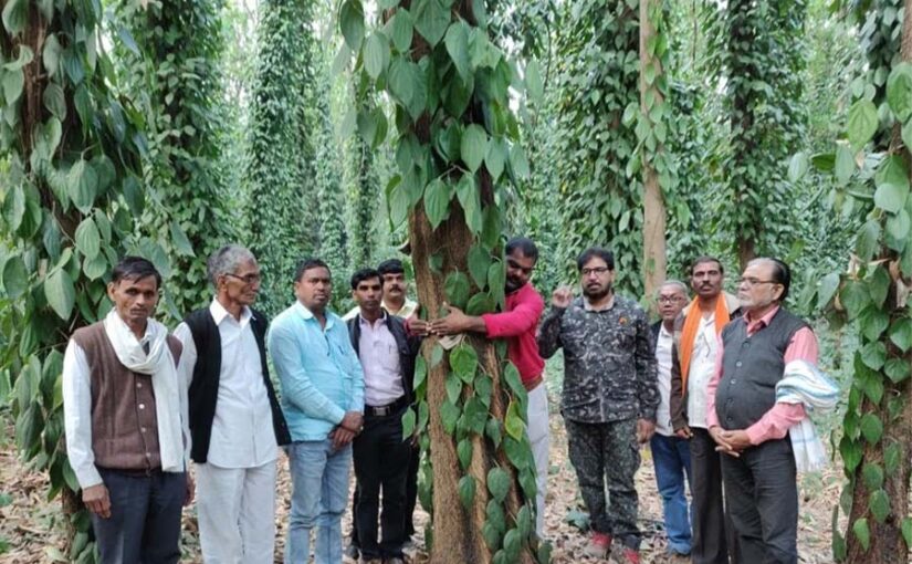 आस्ट्रेलियन टीक (एमएचएटी 16) : 10 सालों में 5 करोड़ तक की आमदनी