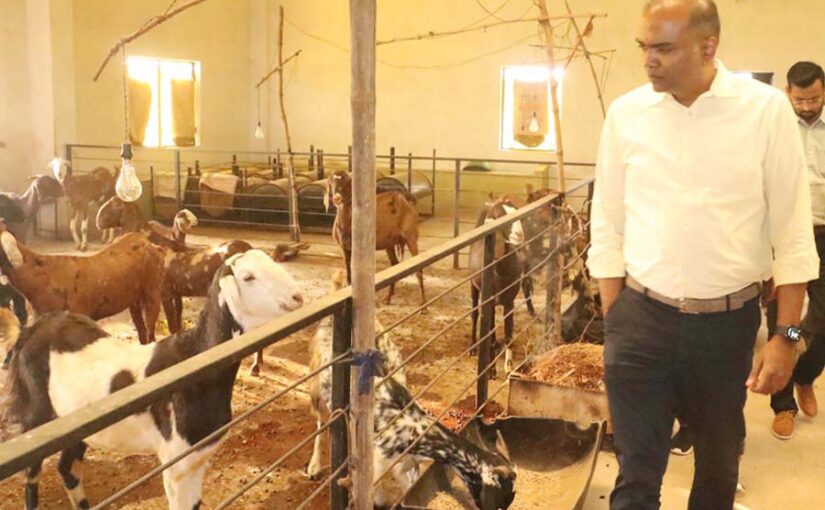 बकरीपालन (Goat Rearing) केंद्र का लिया जायजा, 536 पशुओं का हो रहा पालन