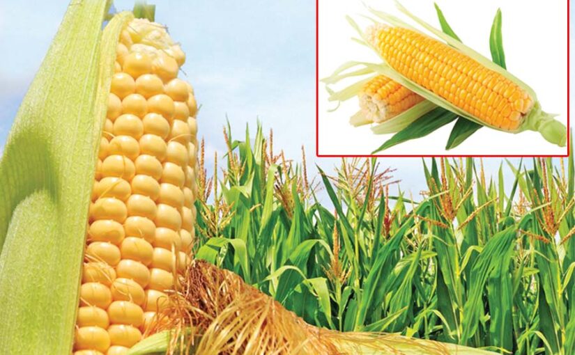 बसंत में मीठा मक्का (Sweet Corn) उगा कर लाभ कमाएं