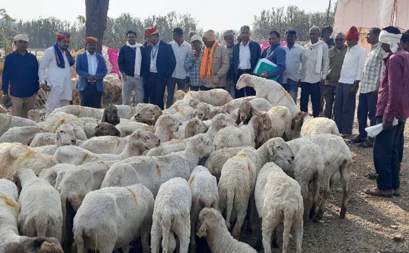 पशुपालकों (Cattle Farmers) को भेड़ की उन्नत नस्लों का वितरण