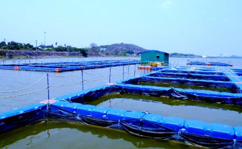 केज कल्चर (Cage Culture) तकनीक से कैसे करें मछली (Fish) उत्पादन