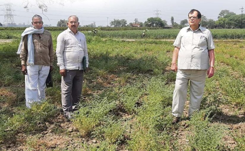 चने की खेती (Gram Cultivation) और उपज बढ़ाने के तरीके