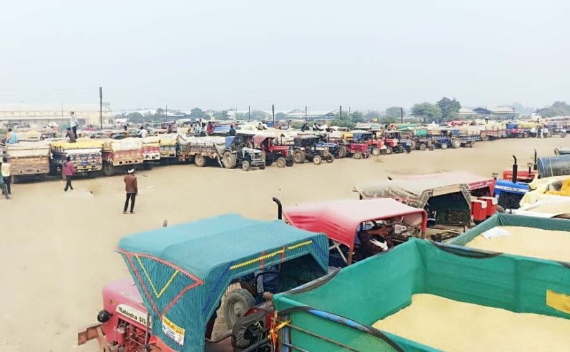 धान (Paddy) की हो रही बंपर खरीद