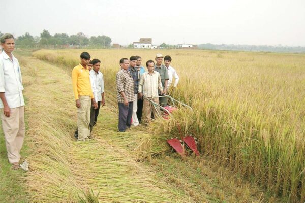 धान (Paddy) की कटाई और भंडारण
