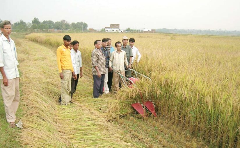 धान (Paddy) की कटाई और भंडारण
