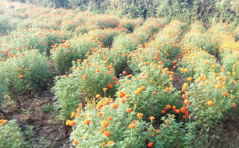 फूलों की खेती (Flower Farming) आमदनी बढ़ाए