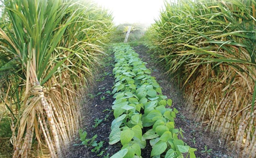 गन्ना व राजमा की सहफसली खेती