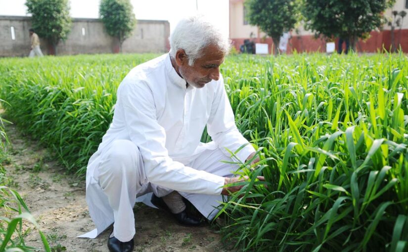 गेहूं (Wheat) फसल में जड़ माहू कीट लगे तो करें ये काम