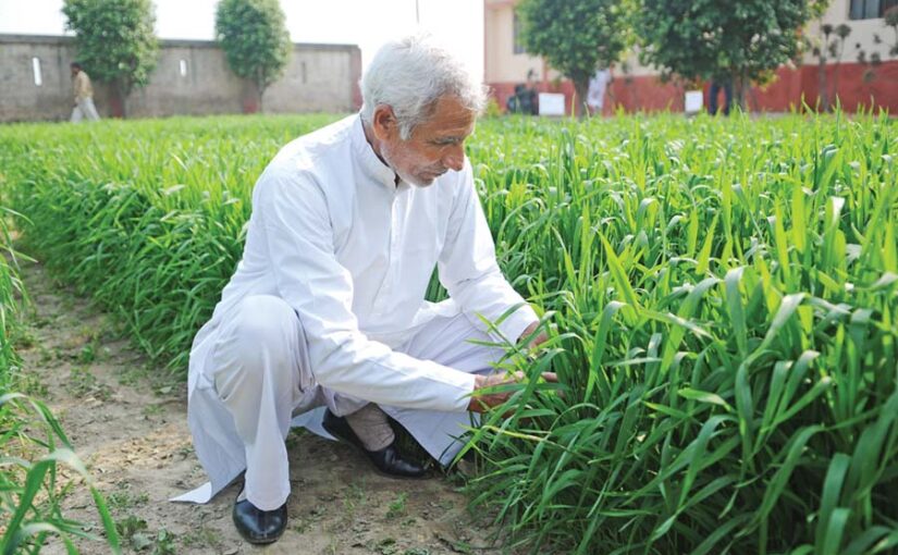 गेहूं की खेती (Wheat Cultivation) में कीटों व रोगों से बचाव