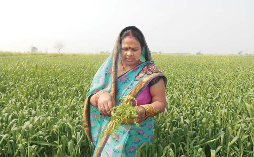 गेहूं में खरपतवार नियंत्रण के प्रभावी उपाय  