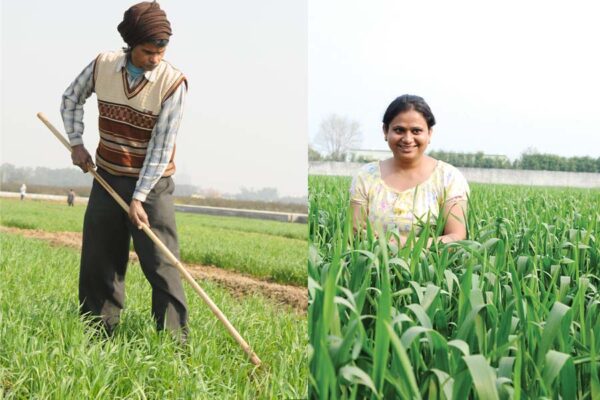 नए तरीकों से करें गेहूं (Wheat) की खेती