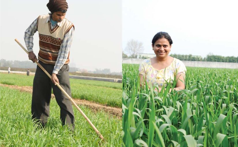नए तरीकों से करें गेहूं (Wheat) की खेती