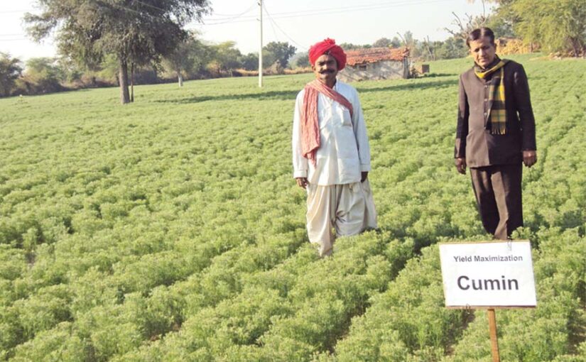 जीरे (Cumin) की उन्नत खेती